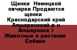 Щенки  Немецкой  овчарки Продаются  щенки   - Краснодарский край, Апшеронский р-н, Апшеронск г. Животные и растения » Собаки   